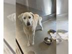 Great Pyrenees Mix DOG FOR ADOPTION RGADN-1230337 - JOLLI - Great Pyrenees /