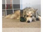 Australian Shepherd-Siberian Husky Mix DOG FOR ADOPTION RGADN-1230373 - MACY -