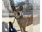 Dutch Shepherd Mix DOG FOR ADOPTION RGADN-1230390 - PRINGLE - Dutch Shepherd /