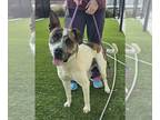 American Pit Bull Terrier-Saint Bernard Mix DOG FOR ADOPTION RGADN-1230391 -
