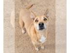 Labrador Retriever Mix DOG FOR ADOPTION RGADN-1230400 - Melina - Labrador
