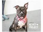 Bullboxer Pit DOG FOR ADOPTION RGADN-1230403 - Layla - Pit Bull Terrier / Boxer