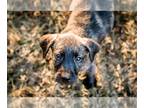 Poodle (Standard) Mix DOG FOR ADOPTION RGADN-1230412 - Smitten aka Smitty -