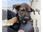 American Pit Bull Terrier Mix DOG FOR ADOPTION RGADN-1230449 - FINLEY - American
