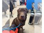 Labrador Retriever Mix DOG FOR ADOPTION RGADN-1230454 - JAMESON - Labrador