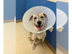 American Pit Bull Terrier-Huskies Mix DOG FOR ADOPTION RGADN-1230455 - VALENTINE