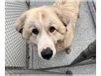 Great Pyrenees DOG FOR ADOPTION RGADN-1230463 - CLOUD - Great Pyrenees (medium