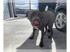 American Pit Bull Terrier DOG FOR ADOPTION RGADN-1230466 - MECCA - Pit Bull