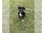 Black and Tan Coonhound-Catahoula Leopard Dog Mix DOG FOR ADOPTION RGADN-1230514