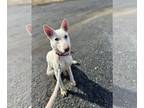 Mix DOG FOR ADOPTION RGADN-1230525 - Xander - White German Shepherd (long