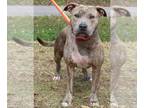 American Pit Bull Terrier Mix DOG FOR ADOPTION RGADN-1230536 - Marnie 39058 -