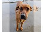 Redbone Coonhound DOG FOR ADOPTION RGADN-1230563 - *HANK - Redbone Coonhound