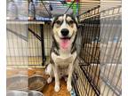 Siberian Husky Mix DOG FOR ADOPTION RGADN-1230572 - BENJI - Siberian Husky /