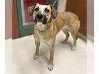 Labrador Retriever Mix DOG FOR ADOPTION RGADN-1230574 - SCARLET - Labrador