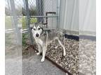 Mix DOG FOR ADOPTION RGADN-1230581 - SKY - Husky (medium coat) Dog For