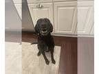 German Shorthaired Lab DOG FOR ADOPTION RGADN-1230594 - Shakira - Labrador