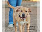 Bullboxer Pit DOG FOR ADOPTION RGADN-1230595 - Kyla - Boxer / Pit Bull Terrier /