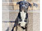 Labrador Retriever Mix DOG FOR ADOPTION RGADN-1230596 - Sir Harvey - Labrador