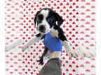 Beagle Mix DOG FOR ADOPTION RGADN-1230599 - Farah (GA) - Beagle / Mixed (short