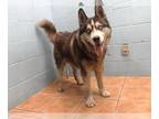 Mix DOG FOR ADOPTION RGADN-1230620 - VIGGO - Husky (medium coat) Dog For