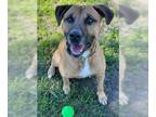 Black Mouth Cur Mix DOG FOR ADOPTION RGADN-1230661 - Scooby - Black Mouth Cur /