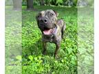 American Pit Bull Terrier Mix DOG FOR ADOPTION RGADN-1230666 - Sarah - American