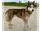 Mix DOG FOR ADOPTION RGADN-1230667 - TRIXIE - Husky (long coat) Dog For