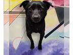 Rat Terrier-Spaniel Mix DOG FOR ADOPTION RGADN-1230740 - Maxie - Rat Terrier /