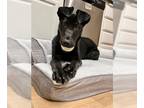 Labrador Retriever Mix DOG FOR ADOPTION RGADN-1230744 - Charlie Girl - Labrador