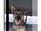 German Shepherd Dog Mix DOG FOR ADOPTION RGADN-1230762 - Sasha (aka Sadie) -