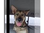 German Shepherd Dog DOG FOR ADOPTION RGADN-1230762 - Sasha (aka Dakota) - German