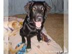 Labrador Retriever DOG FOR ADOPTION RGADN-1230763 - Trooper - Labrador Retriever