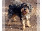 Border Terrier Mix DOG FOR ADOPTION RGADN-1230765 - Max - Schnauzer / Border