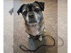 Puggle DOG FOR ADOPTION RGADN-1230769 - Buddy - Pug / Beagle / Mixed Dog For