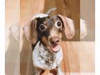 Dachshund DOG FOR ADOPTION RGADN-1230776 - Wiley - Dachshund Dog For Adoption