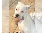 Boxer DOG FOR ADOPTION RGADN-1230778 - Luna VI - Boxer Dog For Adoption