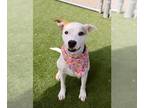 American Staffordshire Terrier Mix DOG FOR ADOPTION RGADN-1230794 - JUBILEE -