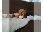 Beagle DOG FOR ADOPTION RGADN-1230800 - WINNIE - Beagle (short coat) Dog For