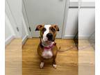 American Pit Bull Terrier DOG FOR ADOPTION RGADN-1230801 - MAMA GIRL - Pit Bull