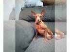 Miniature Pinscher DOG FOR ADOPTION RGADN-1230802 - DESTINY - Miniature Pinscher