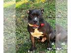 American Pit Bull Terrier Mix DOG FOR ADOPTION RGADN-1230808 - BUBBA - American