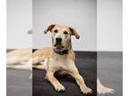 Labrador Retriever Mix DOG FOR ADOPTION RGADN-1230841 - COOPER - Labrador