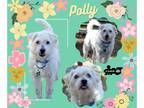 Poodle (Miniature) Mix DOG FOR ADOPTION RGADN-1230883 - Polly - Terrier / Poodle