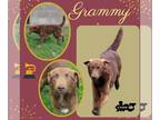 Golden Retriever-Retriever Mix DOG FOR ADOPTION RGADN-1230886 - Grammy -