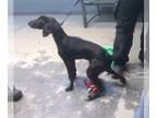 Black and Tan Coonhound-Labrador Retriever Mix DOG FOR ADOPTION RGADN-1230896 -