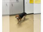 Beagle DOG FOR ADOPTION RGADN-1230904 - FRANCIS - Beagle (medium coat) Dog For