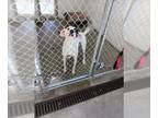Parson Russell Terrier-Pointer Mix DOG FOR ADOPTION RGADN-1230906 - MILES -
