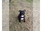 American Pit Bull Terrier DOG FOR ADOPTION RGADN-1230908 - MAYA - Pit Bull