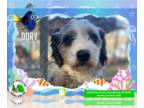 Australian Shepherd DOG FOR ADOPTION RGADN-1230943 - Dory - Australian Shepherd