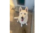 Adopt James a Husky, Shepherd